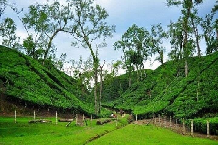 নয়নাভিরাম শ্রীমঙ্গল